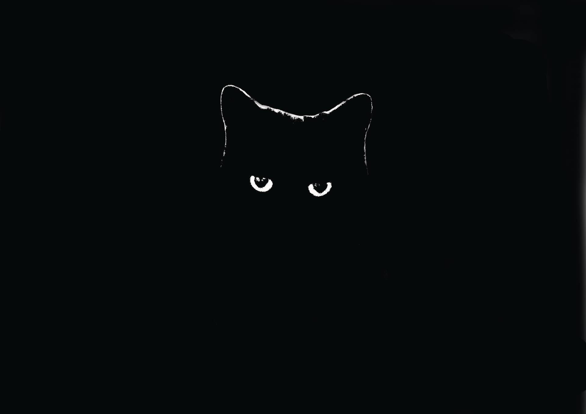 Black cat